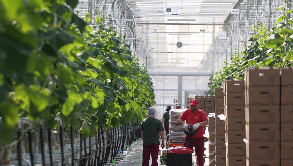 러시아 비닐하우스