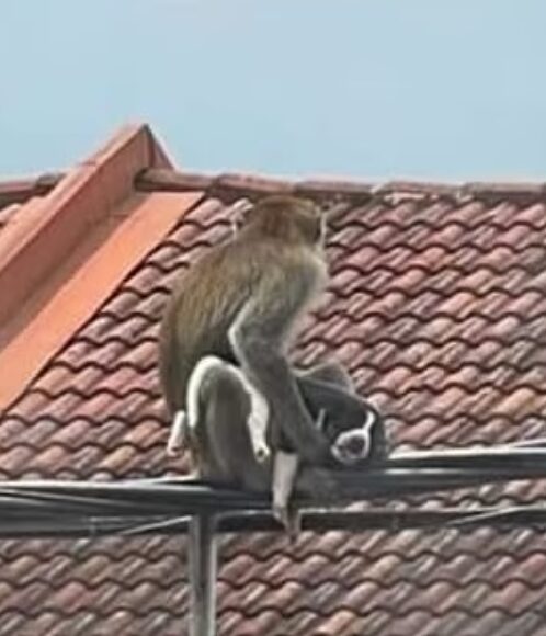 원궁숭에 납치된 강아지