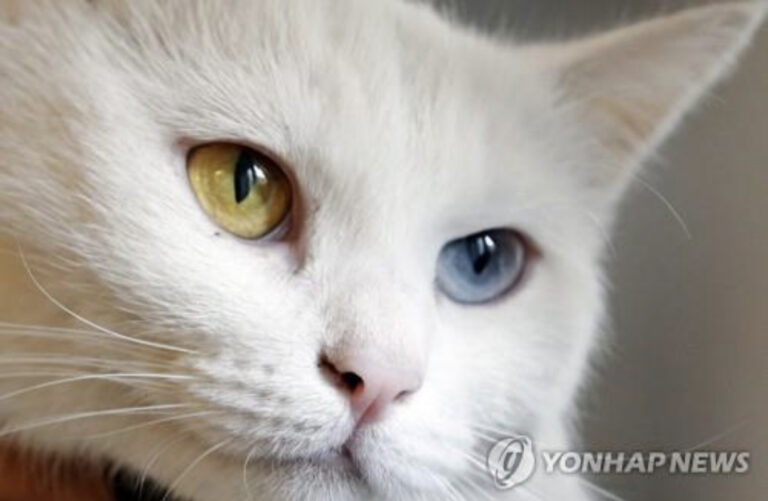 인구 70만 워싱턴DC에 고양이 20만 마리