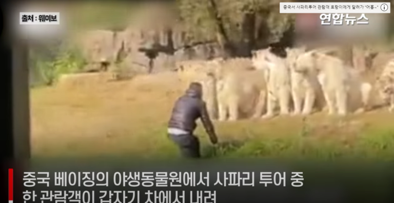 [영상]중국인은 용감해 ㅎ 호랑이 앞에 달려가 …