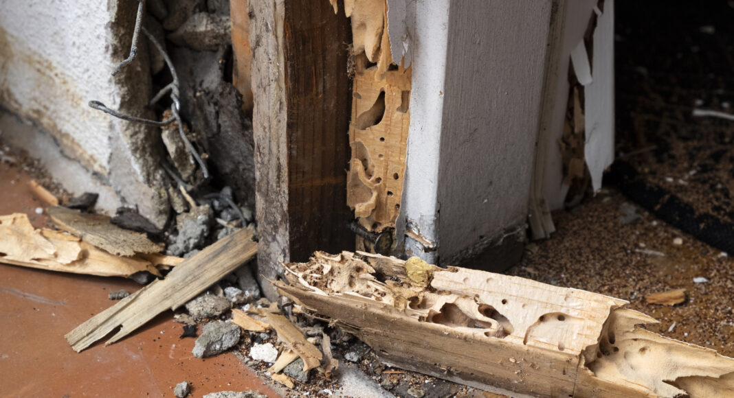 termite damage