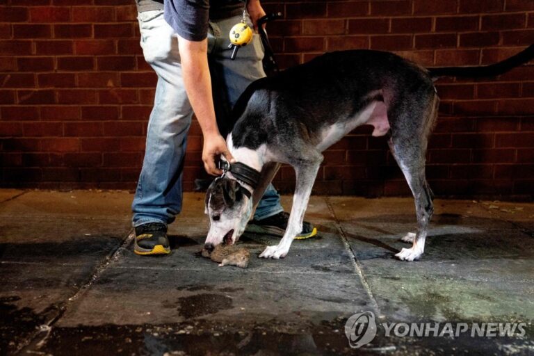 미국 ‘쥐와의 전쟁’에 개. 고양이 투입 미국 ‘쥐와의 전쟁’에 개. 고양이 투입