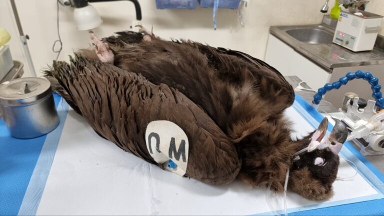 태평양을 날아서 건넌 미국 동물원 독수리, 한국서 구조돼 태평양을 날아서 건넌 미국 동물원 독수리, 한국서 구조돼