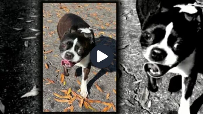 주인 구한 강아지